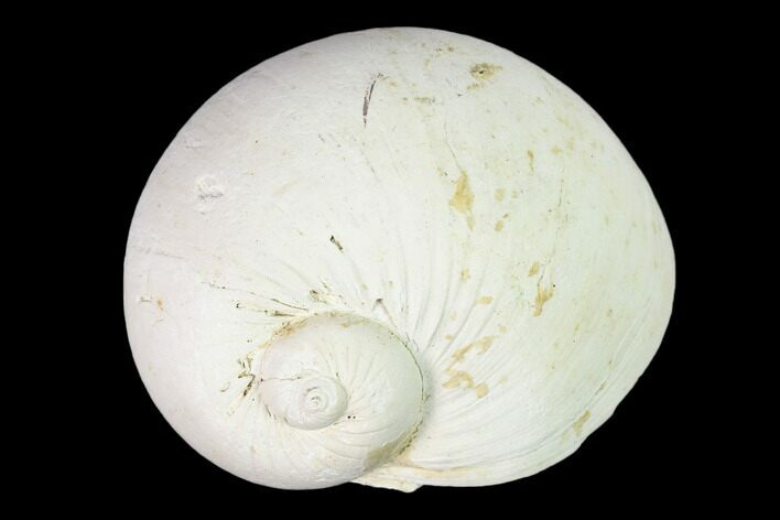 Pleistocene Gastropod Mollusk (Polinices) Fossil - Florida #148565
